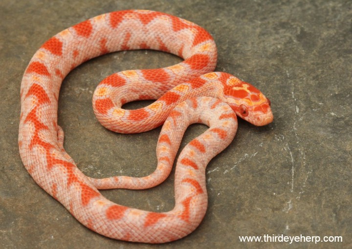 Albino Aztec Corn Snake